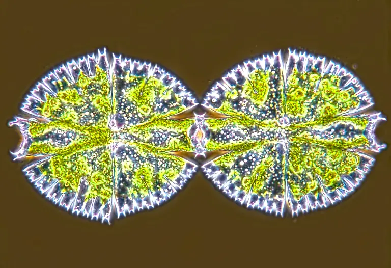 A-desmid-Micrasterias-apiculata-cell-division
