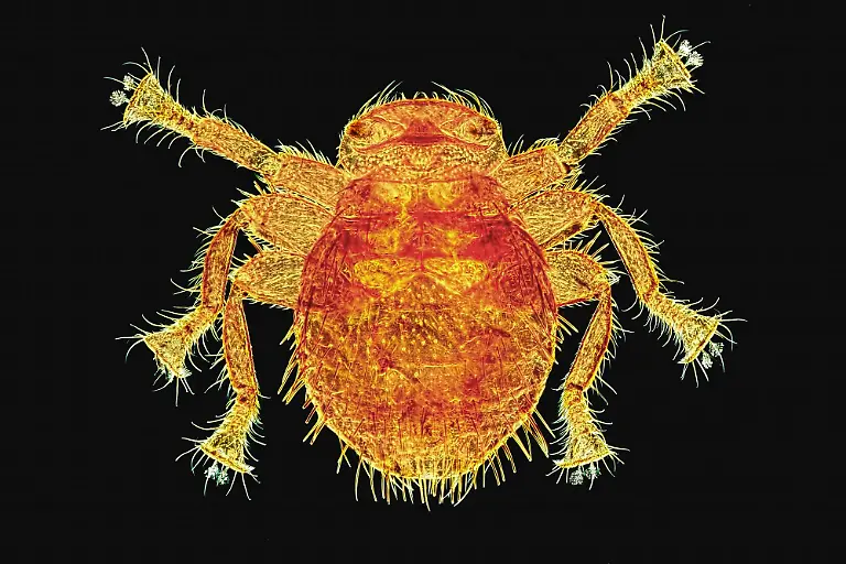 Bee-Louse-Braula-caeca