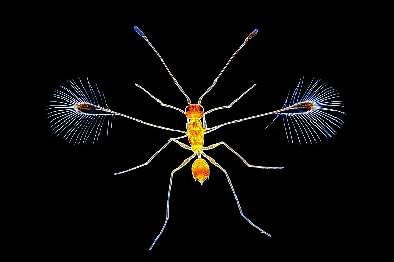 Fairy-fly-Alaptus-Fred-Enock-mount