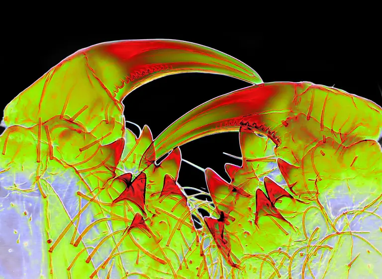 spider-mandibles-HFW-2mm