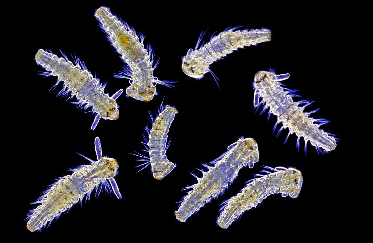 Spionid-larvae