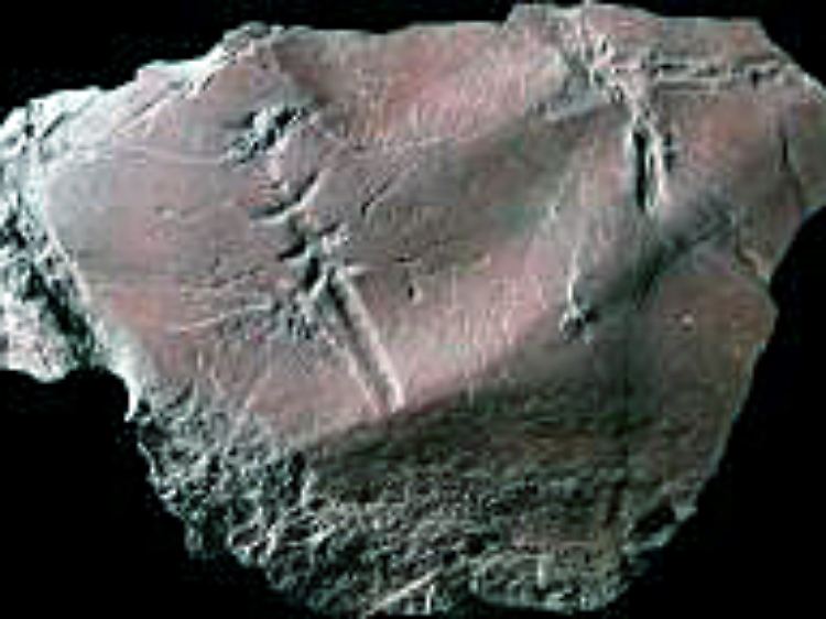 Der Abdruck ist rund 300 Millionen Jahre alt.
