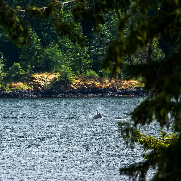 Orca-Shot-SonjaGurris