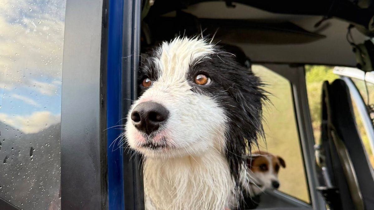 Spenden und eine Scheibe Wurst: Hündin wartet eine Woche in der Wildnis auf Rettung