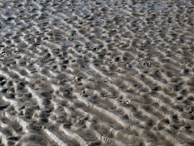 Sandstrandschlick
