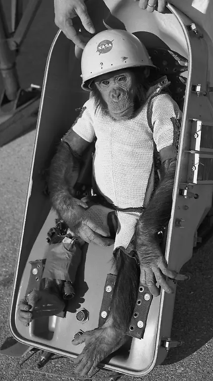Ham-the-chimp-cropped