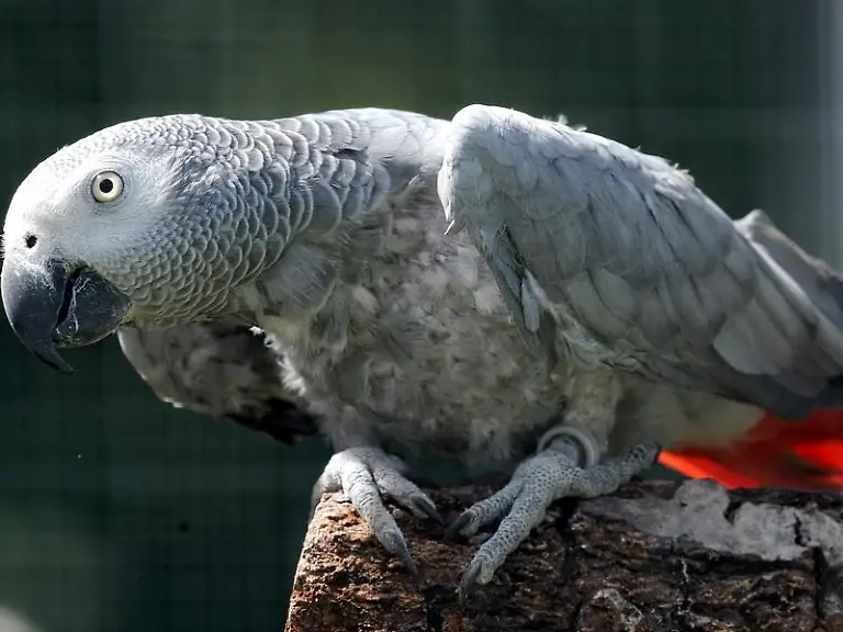 Ein-Graupapagei-in-der-Wildtierstation-in-Sachsenhagen-Graupapageien-koennten-ein-aehnlich-gutes-Verstaendnis-von-Ursache-und-Wirkung-haben-wie-ein-etwa-dreijaehriges-Kind
