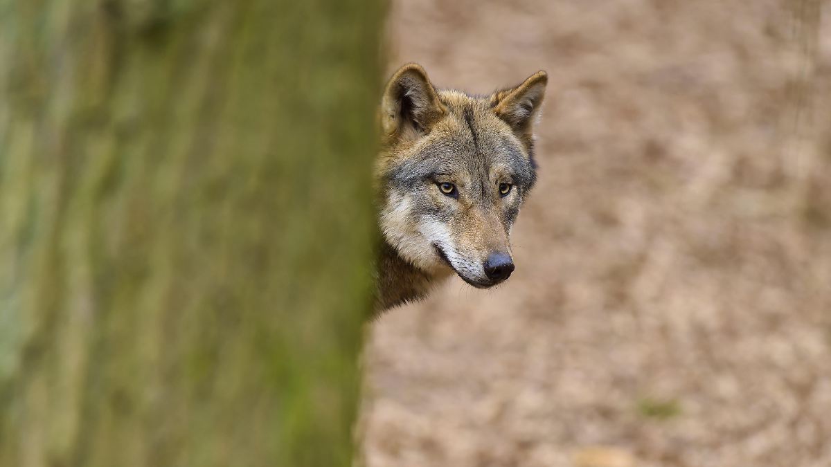 Die Zeit drängt: Töten oder auswildern? Was passiert jetzt mit dem Wolf?