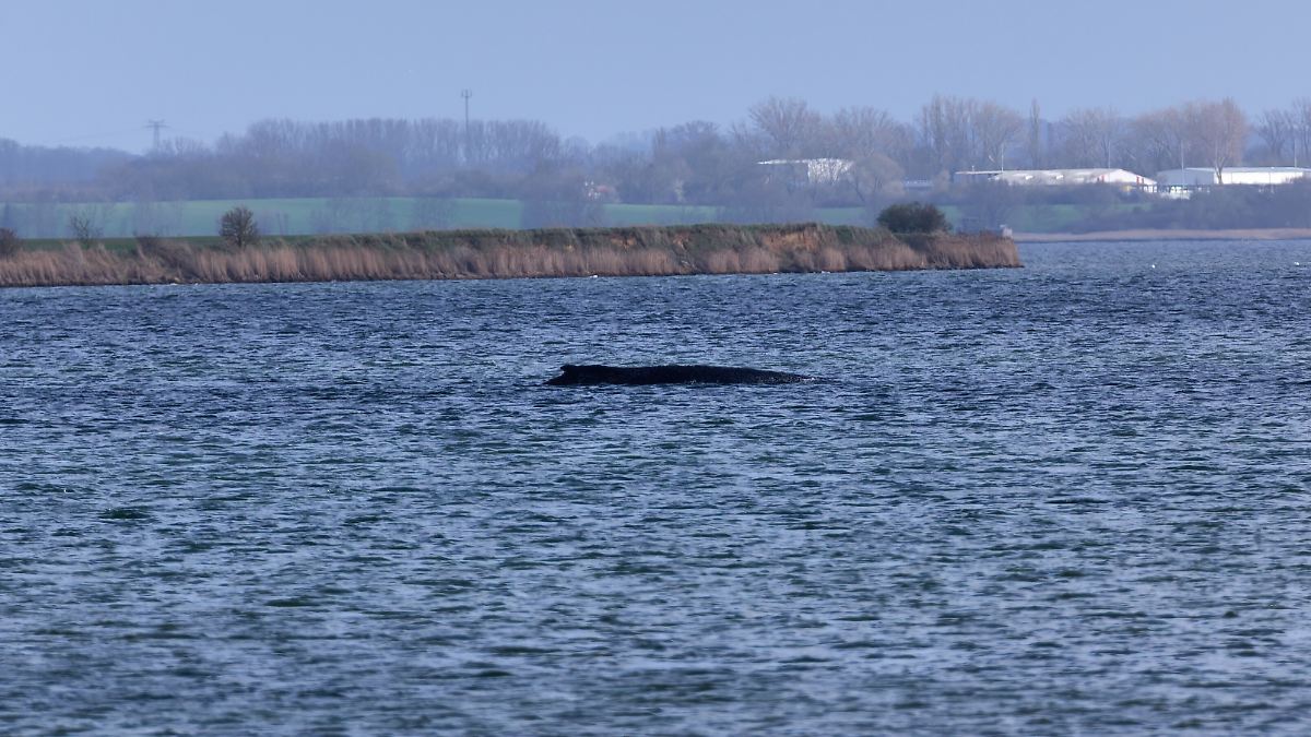 Rettungsversuche aufgegeben: Experten sicher: Gestrandeter Wal wird sterben