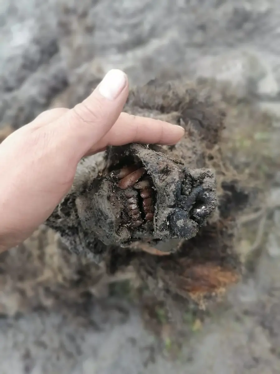 816a943672f6c406702028847a55bd4e