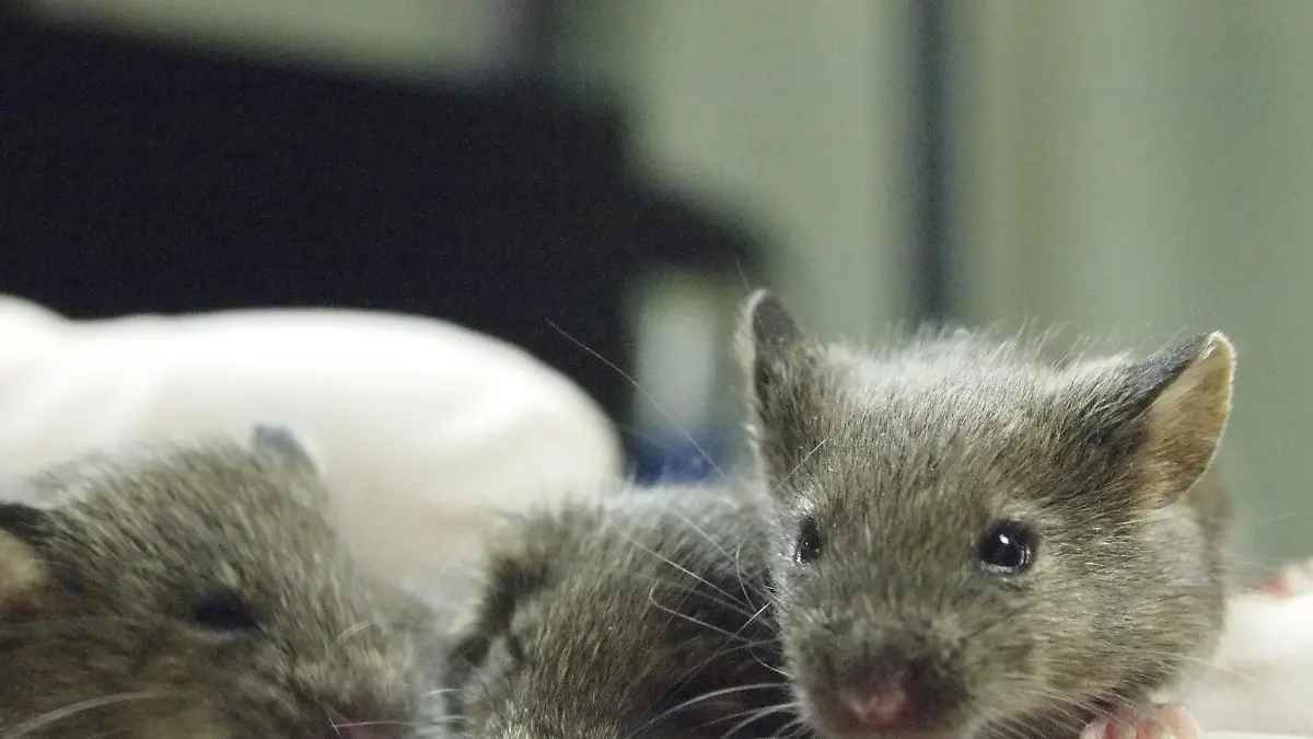 Irgendwann hilft nur noch Sex: Wie oft lassen sich Mäuse klonen?