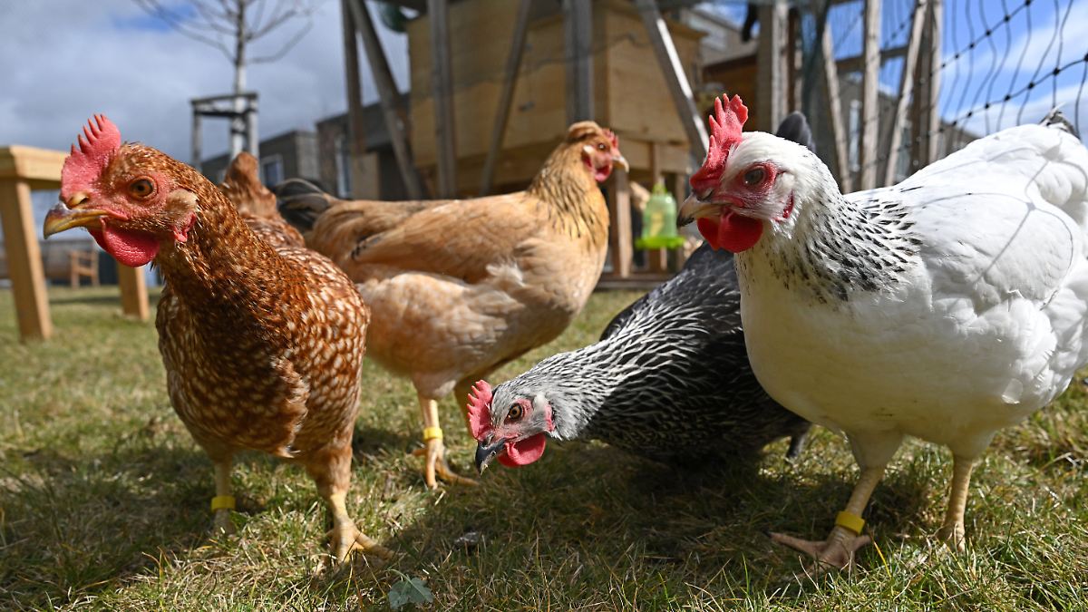 Landleben auf Zeit: Warum "Miethühner" so gefragt sind