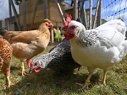 Landleben auf Zeit: Warum „Miethühner“ so gefragt sind