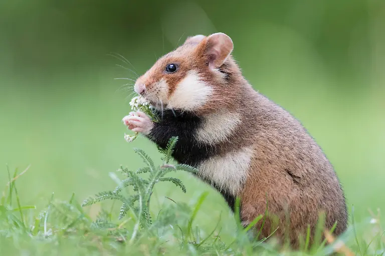 Feldhamster-Cricetus-cricetus-auf-Wiese-frisst-Oesterreich-Europa-Feldhamster-Cricetus-cricetus-on-meadow-eats-Austria-Europe-Copyright-imageBROKER-SonjaxJordan-ibxjor05088267