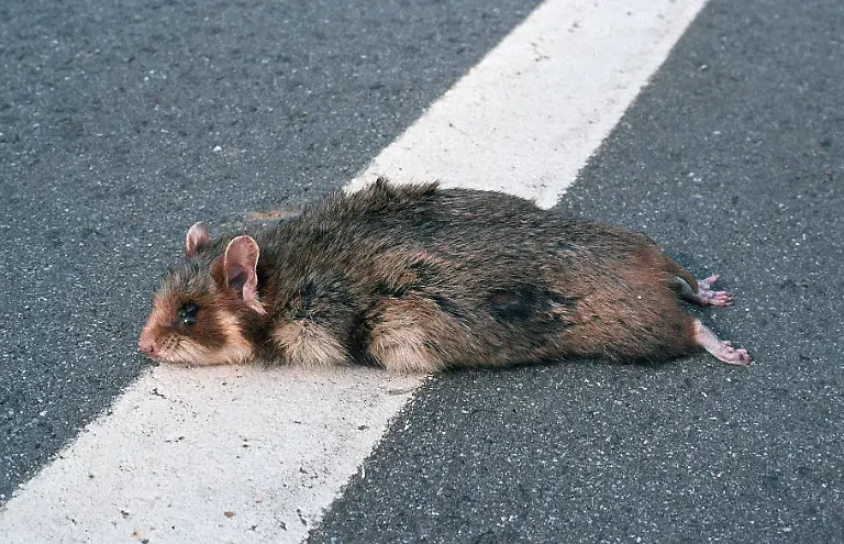 Feldhamster-Cricetus-cricetus-common-hamster-black-bellied-hamster-Cricetus-cricetus