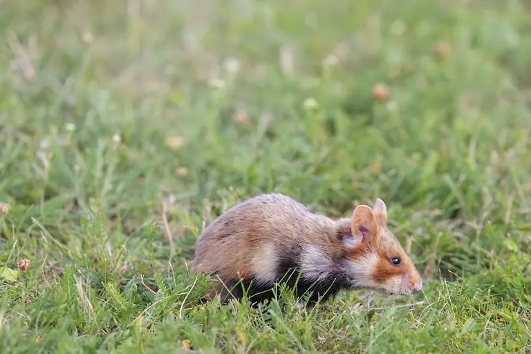 Ein-Feldhamster-Cricetus-cricetus-sucht-auf-gruenem-Gras-nach-Nahrung-Wien-Oesterreich-A-European-hamster-Cricetus-cricetus-forages-for-food-on-green-grass-Vienna-Austria-Copyright-imageBROKER-photoholic-ibxprn15671782
