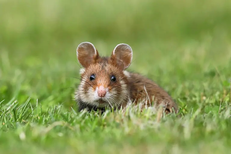 Feldhamster-Feld-Hamster-Europaeischer-Hamster-Hamster-Cricetus-cricetus-sitzt-auf-einer-Wiese-Oesterreich-common-hamster-black-bellied-hamster-Cricetus-cricetus-sitting-in-a-meadow-Austria