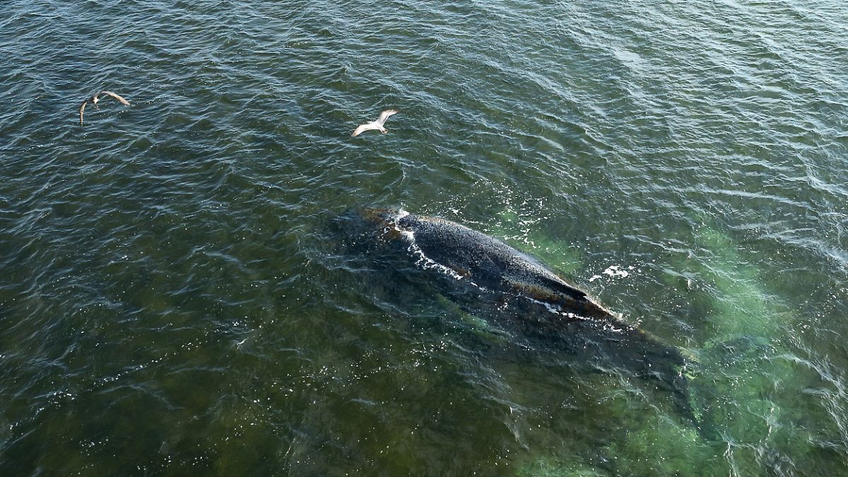 "In der Nacht nicht bewegt": Buckelwal in Wismarbucht atmet wohl noch