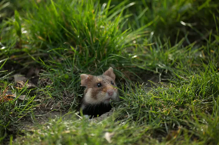 Feldhamster-schaut-aus-Bau-im-Rasen-adult-Wien-Oesterreich-Cricetus-cricetus