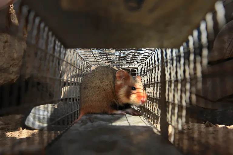 Bildnummer-53316726-Datum-03-09-2009-Copyright-imago-Steffen-Schellhorn-03-09-2009-Hamsterjagd-in-Eisleben-Diplombiologe-Alexander-Resetaritz-von-der-Firma-Oekotop-in-Halle-siedelt-Feldhamster-im-Zuge-der-Baumassnahmen-fuer-ein-Mercedesautohaus-um-die-Hamster-werden-in-Fallen-gefangen-bzw-ausgegraben