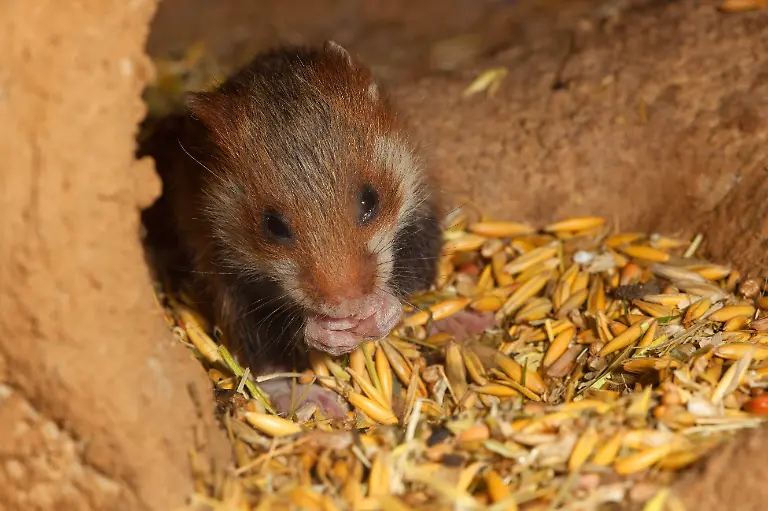 Hamster-Feldhamster-Feld-Hamster-Europaeischer-Hamster-Cricetus-cricetus-Jungtier-frisst-in-der-Vorratskammer-Geteidekoerner-Wildtier-des-Jahres-2016-Deutschland-common-hamster-black-bellied-hamster-Cricetus-cricetus-pup-feeding-on-grains-in-a-den-Germany-BLWS261294-Copyright-xblickwinkel-A