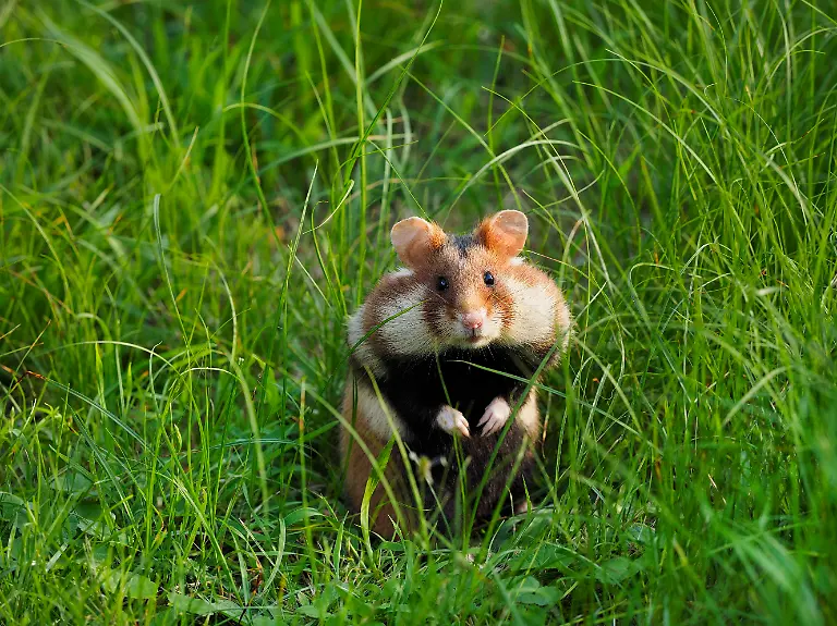 Hamster-Feldhamster-Feld-Hamster-Europaeischer-Hamster-Cricetus-cricetus-sitzt-aufrecht-in-einer-Wiese-und-sichert-Oesterreich-common-hamster-black-bellied-hamster-Cricetus-cricetus-sitting-erect-in-a-meadow-Austria