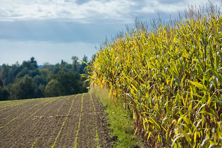 Landwirtschaft-Niederbayern-26-09-2021-GER-Bayern-Passau-Maisfeld-kurz-vor-der-Ernte-an-einem-sonnigen-Tag-im-Herbst