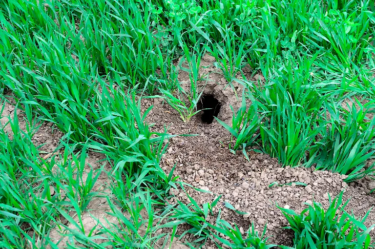 Europaeischer-Feldhamster-Cricetus-cricetus-Europaeische-Feldhamster-Hamster-Nagetiere-Saeugetiere-Tiere-Hamsterbau-in-Weizenfeld-Elsass-Frankreich-Europa-European-field-hamster-Cricetus-cricetus-European-field-hamster-hamsters-rodents-mammals-animals-hamster-burrow-in-wheat-field-Alsace-France-Europe-Copyright-imageBROKER-E-xBaccega-iblbac05509561