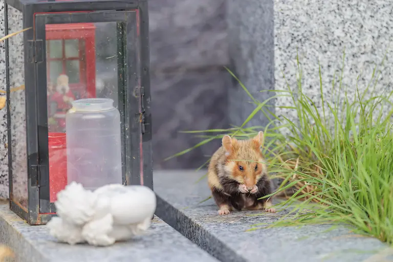 Ein-Feldhamster-Cricetus-cricetus-sitzt-auf-einem-alten-Grab-und-reinigt-an-einem-bewoelkten-Tag-seine-Schnauze