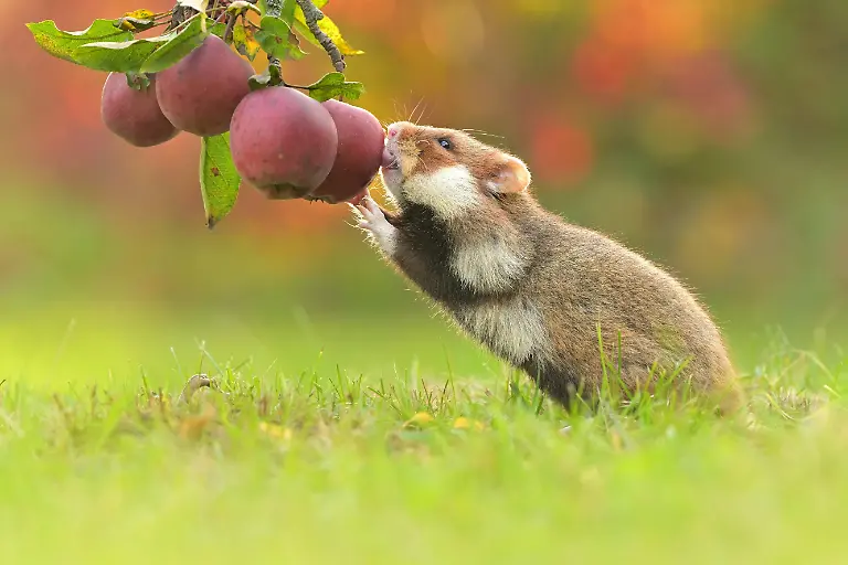 Schwarzbauchiger-Europaeischer-Hamster-Cricetus-cricetus-Nagetier-eurasisches-Gemeinschaftsgruenland-in-den-Feldern-der-Landschaft-Getreide-Weizen-schoene-Augen-und-Fell-frisst-Apfel-Fruechte-Beeren-Europa-European-hamster-Cricetus-cricetus-rodent-eurasian-black-bellied-common-grassland-in-the-fields-of-landscape-cereal-wheat-region-beautiful-eyes-and-fur-eats-fruits-and-berries-of-harvested-crop-darling-dute-intensive-agriculture-endangered-species-of-animal-male-young-Czech-Republic-Europe-European-Union-Copyright-xZoonar