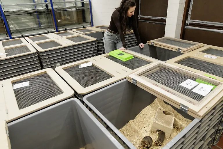 Projektleiterin-Anika-Hirz-verpaart-im-Rahmen-eines-Artenhilfsprojekts-im-Artenschutzzentrum-des-Landes-deutsche-Feldhamster-und-Exemplare-aus-den-Niederlanden-um-die-stark-bedrohte-Tierart-zu-foerdern-Das-LANUK-Landesamt-fuer-Natur-Umwelt-und-Klima-plant-jedes-Jahr-mindestens-30-Wuerfe-oder-200-Jungtiere-von-denen-ein-Grossteil-noch-im-selben-Jahr-ausgewildert-wird