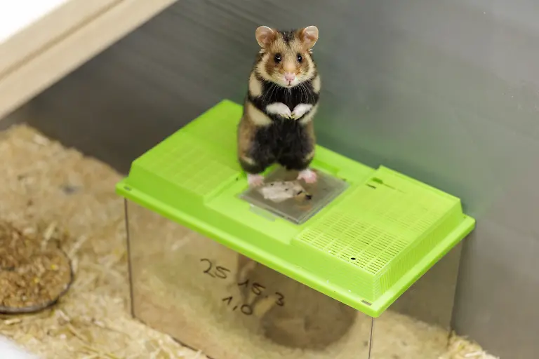 Deutsche-Feldhamster-und-Tiere-aus-den-Niederlanden-werden-im-Rahmen-eines-Artenhilfsprojekts-im-Artenschutzzentrum-des-Landes-verpaart-um-die-stark-bedrohte-Tierart-zu-foerdern-Das-LANUK-Landesamt-fuer-Natur-Umwelt-und-Klima-plant-jedes-Jahr-mindestens-30-Wuerfe-oder-200-Jungtiere-von-denen-ein-Grossteil-noch-im-selben-Jahr-ausgewildert-wird