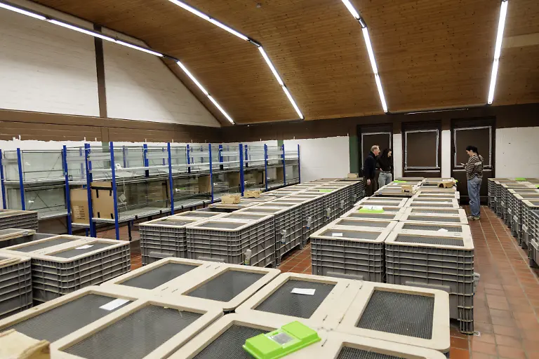 Tierpfleger-Joerg-Kritschker-links-und-Projektleiterin-Anika-Hirz-daneben-verpaaren-im-Rahmen-eines-Artenhilfsprojekts-im-Artenschutzzentrum-des-Landes-deutsche-Feldhamster-und-Exemplare-aus-den-Niederlanden-um-die-stark-bedrohte-Tierart-zu-foerdern-Das-LANUK-Landesamt-fuer-Natur-Umwelt-und-Klima-plant-jedes-Jahr-mindestens-30-Wuerfe-oder-200-Jungtiere-von-denen-ein-Grossteil-noch-im-selben-Jahr-ausgewildert-wird