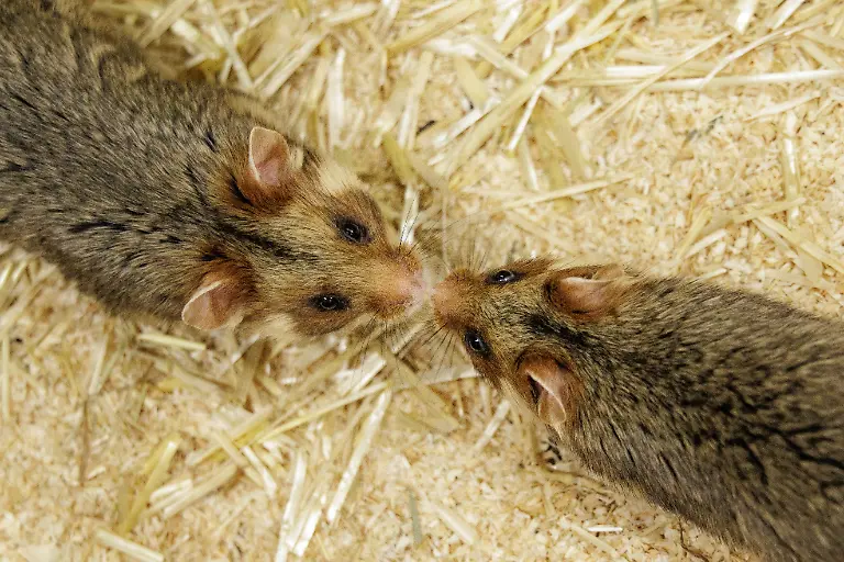 Deutsche-Feldhamster-und-Tiere-aus-den-Niederlanden-werden-im-Rahmen-eines-Artenhilfsprojekts-im-Artenschutzzentrum-des-Landes-verpaart-um-die-stark-bedrohte-Tierart-zu-foerdern-Das-LANUK-Landesamt-fuer-Natur-Umwelt-und-Klima-plant-jedes-Jahr-mindestens-30-Wuerfe-oder-200-Jungtiere-von-denen-ein-Grossteil-noch-im-selben-Jahr-ausgewildert-wird