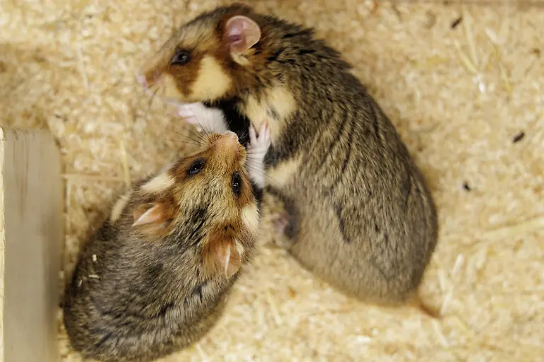 Deutsche-Feldhamster-und-Tiere-aus-den-Niederlanden-werden-im-Rahmen-eines-Artenhilfsprojekts-im-Artenschutzzentrum-des-Landes-verpaart-um-die-stark-bedrohte-Tierart-zu-foerdern-Das-LANUK-Landesamt-fuer-Natur-Umwelt-und-Klima-plant-jedes-Jahr-mindestens-30-Wuerfe-oder-200-Jungtiere-von-denen-ein-Grossteil-noch-im-selben-Jahr-ausgewildert-wird