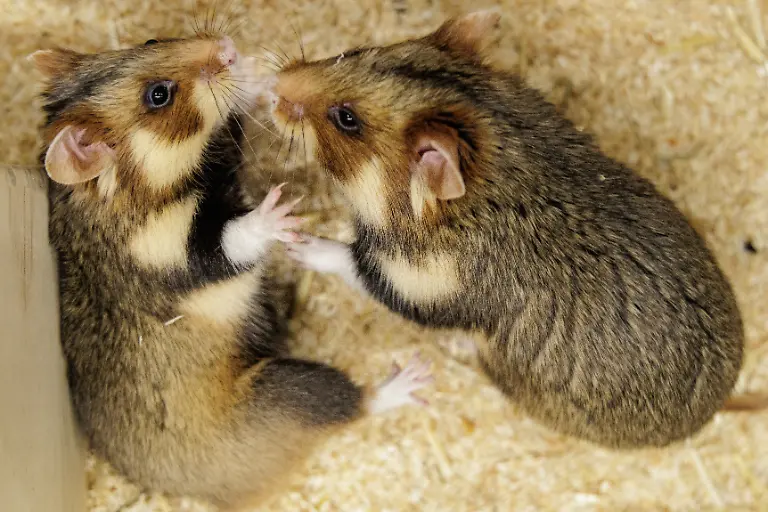 Deutsche-Feldhamster-und-Tiere-aus-den-Niederlanden-werden-im-Rahmen-eines-Artenhilfsprojekts-im-Artenschutzzentrum-des-Landes-verpaart-um-die-stark-bedrohte-Tierart-zu-foerdern-Das-LANUK-Landesamt-fuer-Natur-Umwelt-und-Klima-plant-jedes-Jahr-mindestens-30-Wuerfe-oder-200-Jungtiere-von-denen-ein-Grossteil-noch-im-selben-Jahr-ausgewildert-wird