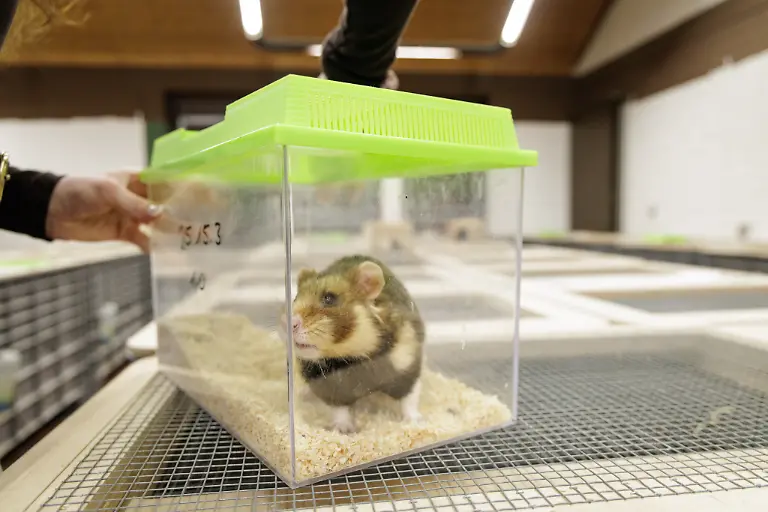 Deutsche-Feldhamster-und-Tiere-aus-den-Niederlanden-werden-im-Rahmen-eines-Artenhilfsprojekts-im-Artenschutzzentrum-des-Landes-verpaart-um-die-stark-bedrohte-Tierart-zu-foerdern-Das-LANUK-Landesamt-fuer-Natur-Umwelt-und-Klima-plant-jedes-Jahr-mindestens-30-Wuerfe-oder-200-Jungtiere-von-denen-ein-Grossteil-noch-im-selben-Jahr-ausgewildert-wird