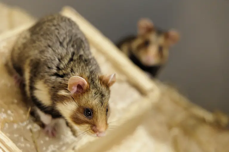 Deutsche-Feldhamster-und-Tiere-aus-den-Niederlanden-werden-im-Rahmen-eines-Artenhilfsprojekts-im-Artenschutzzentrum-des-Landes-verpaart-um-die-stark-bedrohte-Tierart-zu-foerdern-Das-LANUK-Landesamt-fuer-Natur-Umwelt-und-Klima-plant-jedes-Jahr-mindestens-30-Wuerfe-oder-200-Jungtiere-von-denen-ein-Grossteil-noch-im-selben-Jahr-ausgewildert-wird