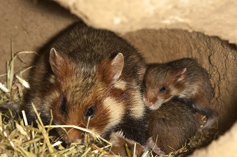 Hamster-Feldhamster-Feld-Hamster-Europaeischer-Hamster-Cricetus-cricetus-Weibchen-mit-Jungtieren-im-Bau-common-hamster-black-bellied-hamster-Cricetus-cricetus-female-with-young-animals-in-the-den