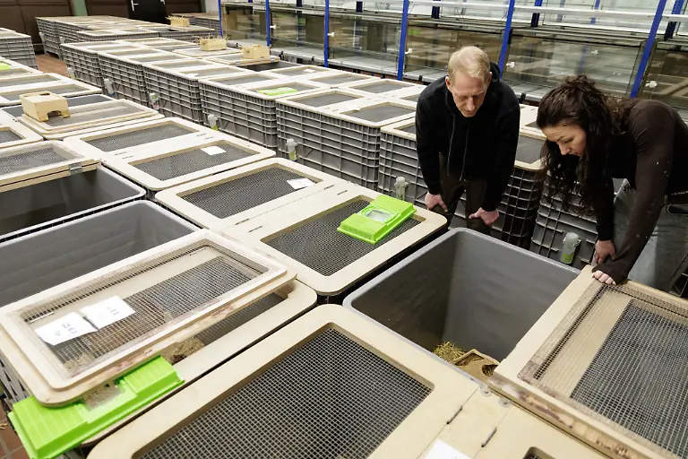 Projektleiterin-Anika-Hirz-und-Tierpfleger-Joerg-Kritschker-verpaaren-im-Rahmen-eines-Artenhilfsprojekts-im-Artenschutzzentrum-des-Landes-deutsche-Feldhamster-und-Exemplare-aus-den-Niederlanden-um-die-stark-bedrohte-Tierart-zu-foerdern-Das-LANUK-Landesamt-fuer-Natur-Umwelt-und-Klima-plant-jedes-Jahr-mindestens-30-Wuerfe-oder-200-Jungtiere-von-denen-ein-Grossteil-noch-im-selben-Jahr-ausgewildert-wird