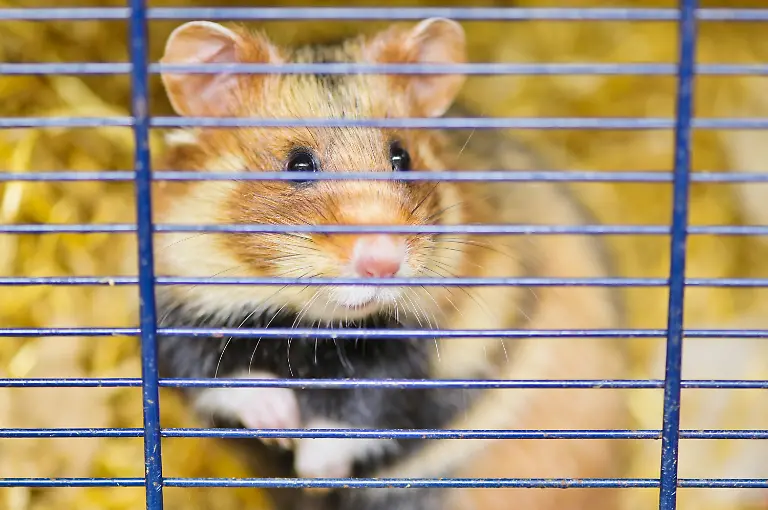 15-04-2019-Baden-Wuerttemberg-Heidelberg-Ein-Feldhamster-sitzt-im-Zoo-in-einer-Aufzuchtanlage-fuer-Feldhamster-hinter-dem-Gitter-seines-Kaefigs