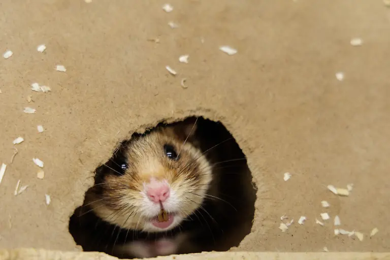 Deutsche-Feldhamster-und-Tiere-aus-den-Niederlanden-werden-im-Rahmen-eines-Artenhilfsprojekts-im-Artenschutzzentrum-des-Landes-verpaart-um-die-stark-bedrohte-Tierart-zu-foerdern-Das-LANUK-Landesamt-fuer-Natur-Umwelt-und-Klima-plant-jedes-Jahr-mindestens-30-Wuerfe-oder-200-Jungtiere-von-denen-ein-Grossteil-noch-im-selben-Jahr-ausgewildert-wird