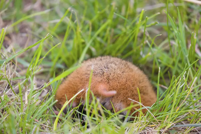 Hinterteil-eines-Europaeischen-Hamsters-Cricetus-cricetus-Eurasischen-Hamsters-Schwarzbauchhamsters-oder-Gewoehnlichen-Hamsters-der-seinen-Bau-betritt