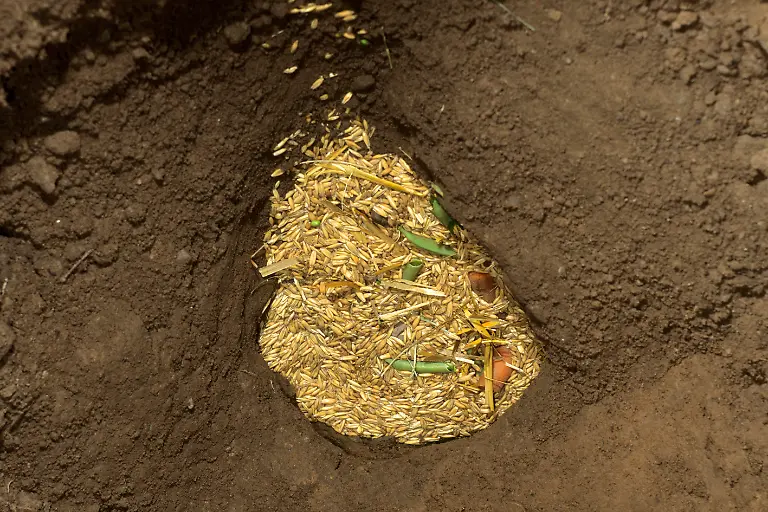 DEU-2006-Feldhamster-Cricetus-cricetus-Mit-Getreidekoernern-und-anderem-Futter-gefuellte-Vorratskammer-en-Common-Hamster-Cricetus-cricetus-stored-food-within-burrow-DEU-2006-Common-Hamster-Cricetus-cricetus-stored-food-within-burrow