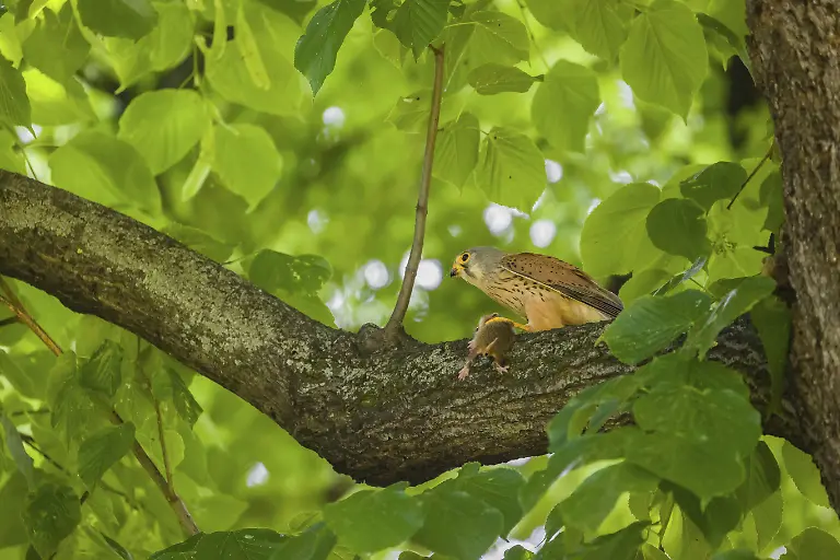 Ein-Turmfalke-Falco-tinnunculus-mit-seiner-Beute-einem-Feldhamster-Cricetus-cricetus-sitzt-auf-einem-Ast-eines-Baumes