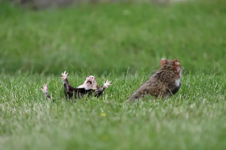 Feldhamster-Feld-Hamster-Europaeischer-Hamster-Hamster-Cricetus-cricetus-nach-Revierkampf-unterlegener-Hamster-liegt-auf-Ruecken-Oesterreich-common-hamster-black-bellied-hamster-Cricetus-cricetus-after-territorial-fight-inferior-hamster-lying-in-supine-position-Austria