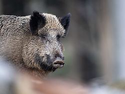Berlin & Brandenburg: Neuer Schweinepest-Fall löst Beunruhigung in Brandenburg aus