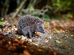 Hessen: Bei Wildtierfund: Ruhe bewahren und aus Distanz beobachten