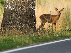 Hessen: Wildtier gefunden: Wann ist Hilfe nötig?