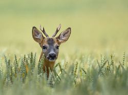 Hessen: Ist jedes wilde Tier rechtlich ein Wildtier?